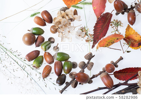 Fallen leaves and acorns picked up in the autumn forest Fallen leaves and acorns picked up in the autumn forest 58282986