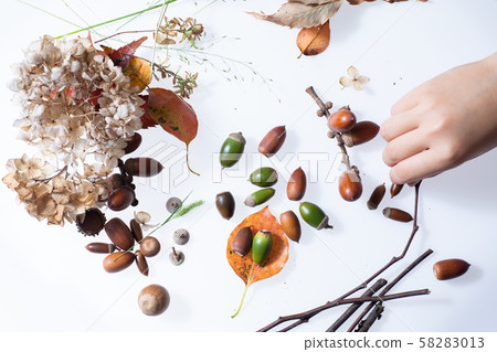 落葉和橡子在秋天的樹林中撿起 落葉和橡子在秋天的樹林中撿起 58283013