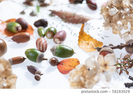 Fallen leaves and acorns picked up in the autumn forest 58283029
