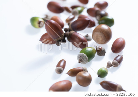 孩子們在秋天的樹林撿起的橡子和落葉 孩子們在秋天的樹林撿起的橡子和落葉 58283100