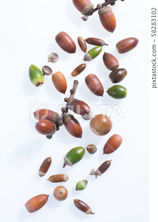 Acorns and fallen leaves picked up by children in the autumn forest 58283102