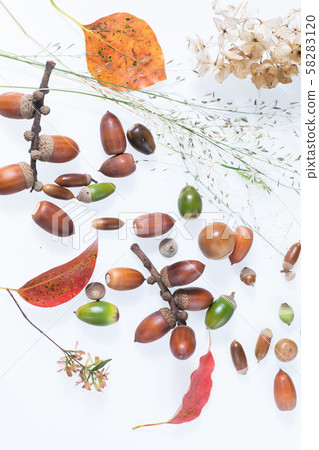 Acorns and fallen leaves picked up by children in the autumn forest 58283120