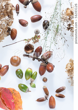 孩子們在秋天的樹林撿起的橡子和落葉 58283126