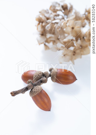 孩子們在秋天的樹林撿起的橡子和落葉 58283140