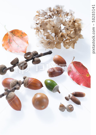 Acorns and fallen leaves picked up by children in the autumn forest 58283141