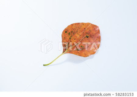 孩子們在秋天的樹林撿起的橡子和落葉 孩子們在秋天的樹林撿起的橡子和落葉 58283153