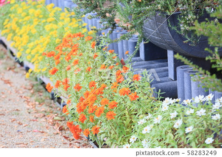 Zinnia Flower 58283249