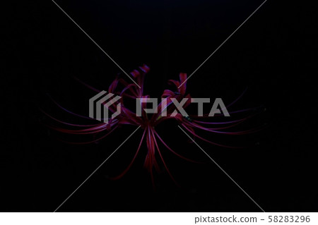 群集孤挺花 58283296