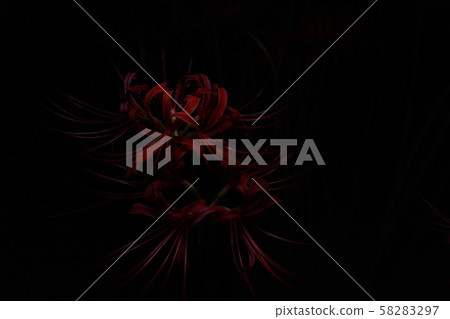 群集孤挺花 58283297