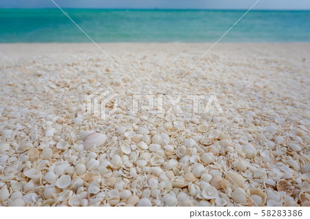 Seashell beach 58283386