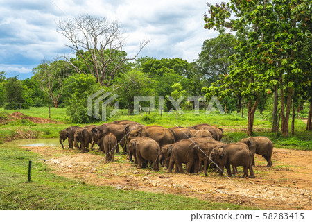 Udawalawe Elephant Transit Home in sri lanka 58283415