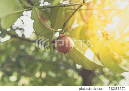Mangosteen a queen of fruit on mangosteen tree Mangosteen a queen of fruit on mangosteen tree 58283571