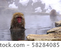 Snow Monkey Hot Springs Monkey 58284085