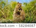 Quokka family 58284087