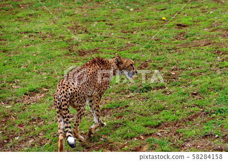 Yokohama ZOORASIA Zoo Cheetah Yokohama ZOORASIA Zoo Cheetah 58284158