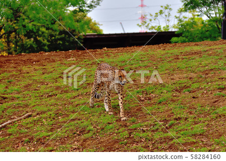 Yokohama ZOORASIA Zoo Cheetah Yokohama ZOORASIA Zoo Cheetah 58284160