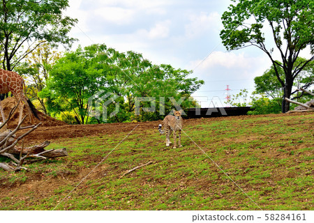 Yokohama ZOORASIA Zoo Cheetah 58284161