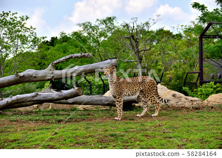 Yokohama ZOORASIA Zoo Cheetah Yokohama ZOORASIA Zoo Cheetah 58284164