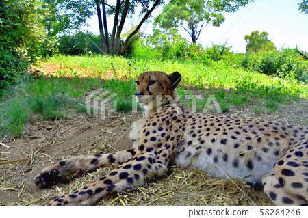 Yokohama ZOORASIA Zoo Cheetah 58284246