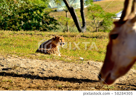 Yokohama ZOORASIA Zoo Cheetah Yokohama ZOORASIA Zoo Cheetah 58284305