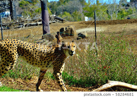 Yokohama ZOORASIA Zoo Cheetah Yokohama ZOORASIA Zoo Cheetah 58284681