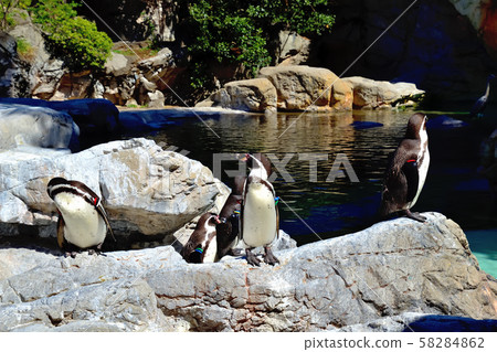 Yokohama ZOORASIA Zoo Humboldt Penguin Yokohama ZOORASIA Zoo Humboldt Penguin 58284862