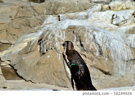 Yokohama ZOORASIA Zoo Humboldt Penguin Yokohama ZOORASIA Zoo Humboldt Penguin 58284926