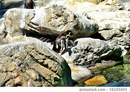 Yokohama ZOORASIA Zoo Humboldt Penguin Yokohama ZOORASIA Zoo Humboldt Penguin 58285003
