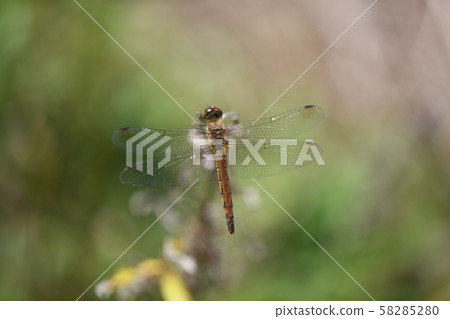 Female of Akiakane 58285280