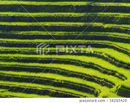 Aerial top view of paddy rice terraces, green 58285420