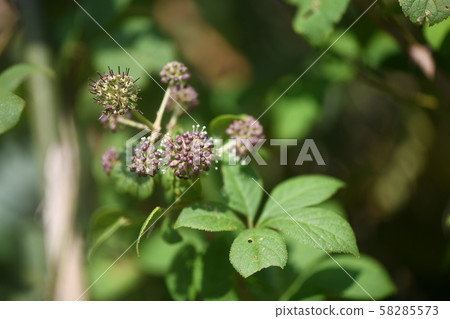 Keya Mukogi Keya Mukogi 58285573