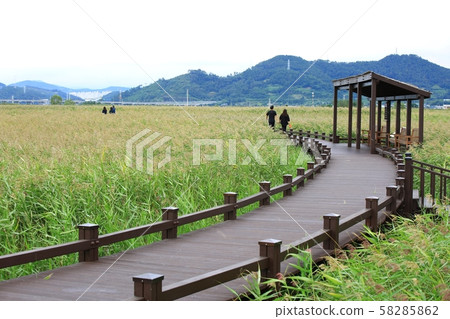 順天灣秋天風景，蘆葦場風景，自然風景 58285862