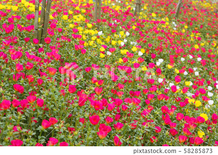 colorful common purslane or verdolaga flower in 58285873