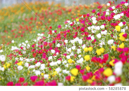 colorful common purslane or verdolaga flower in 58285878