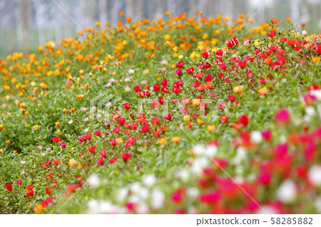 colorful common purslane or verdolaga flower in 58285882