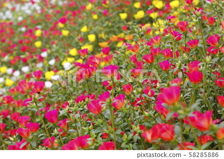 colorful common purslane or verdolaga flower in 58285886