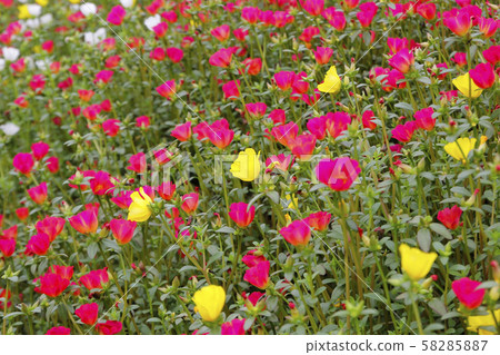 colorful common purslane or verdolaga flower in 58285887