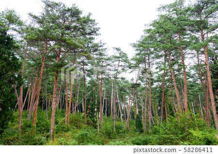 Matsumori Yamagata Prefecture 58286411