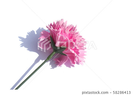 carnation carnation 58286413