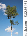 Blue sky and white birch Blue sky and white birch 58286461