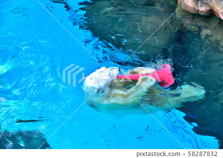 Yokohama Zooracia Zoo 58287832