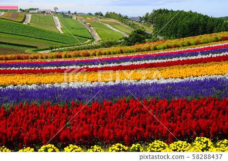 September Bieicho 89 Shikisai no Oka 58288437