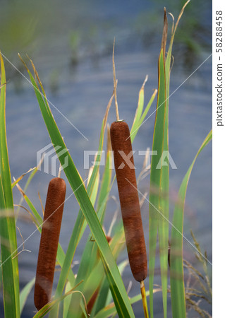 Autumn riverbank cattails 58288458