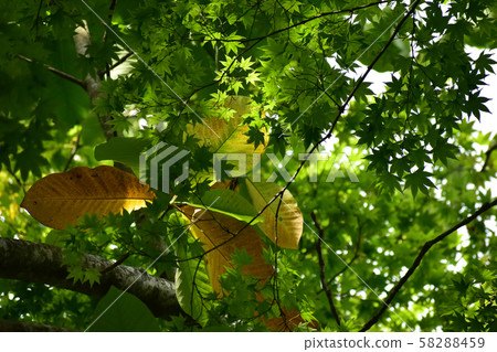 公園的葉子和綠色的楓樹開始變紅 公園的葉子和綠色的楓樹開始變紅 58288459