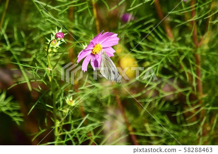 Cosmos on white butterfly 58288463