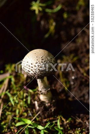 Forest amanita 58288465