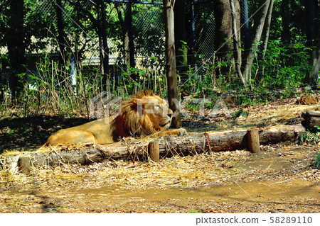 Yokohama ZOORASIA Zoo Indian Lion Yokohama ZOORASIA Zoo Indian Lion 58289110