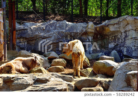 Yokohama ZOORASIA Zoo Golden Takin Yokohama ZOORASIA Zoo Golden Takin 58289242