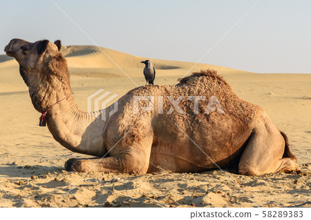 Crow on camel in Thar desert. Jaisalmer. India 58289383