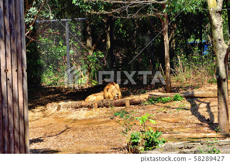 Yokohama ZOORASIA Zoo Indian Lion 58289427